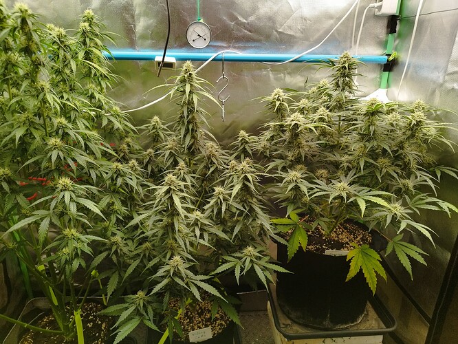 Growreport Bild 15