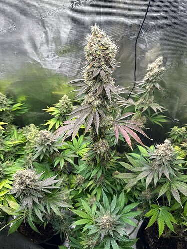 Growreport Bild 7