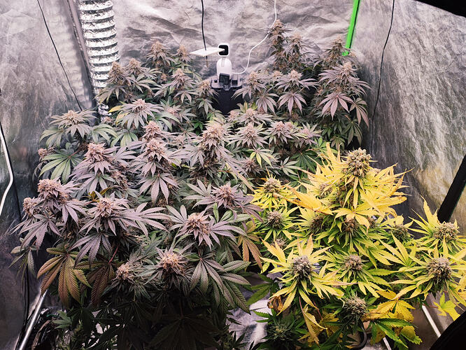 Growreport Bild 38