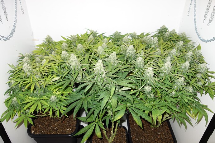 Growreport Bild 8