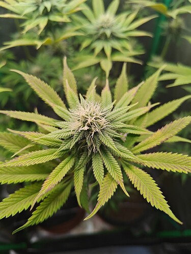 Growreport Bild 3