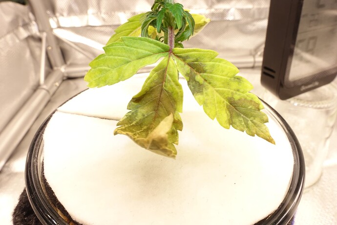 Growreport Bild 6