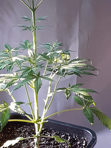 Growreport Bild 145