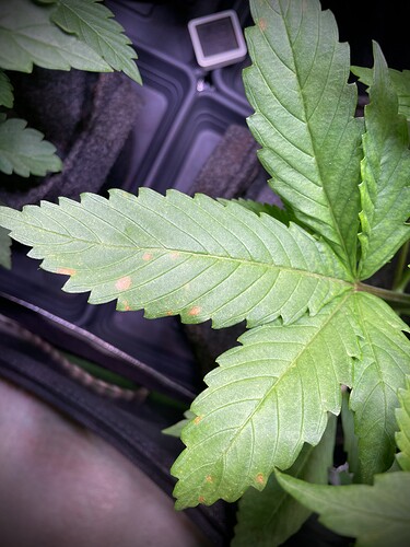 Growreport Bild 7