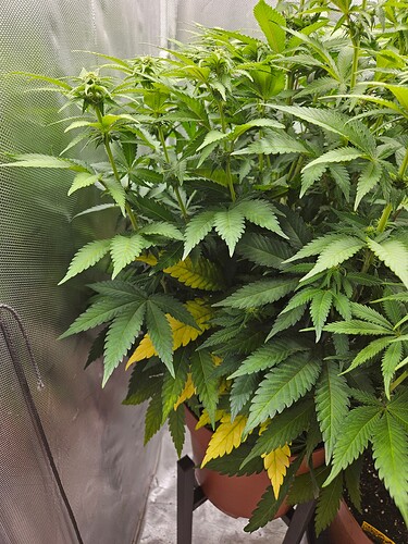 20241223_175920 - Kopie