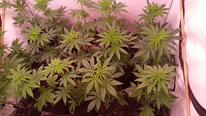 Growreport Bild 5