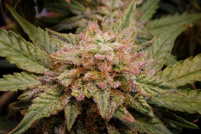 Growreport Bild 2
