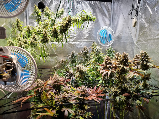 Mehrere Cannabis-Pflanzen in voller Blüte in einem Zelt, gestützt durch ein Netz und mit mehreren Ventilatoren zur Belüftung.