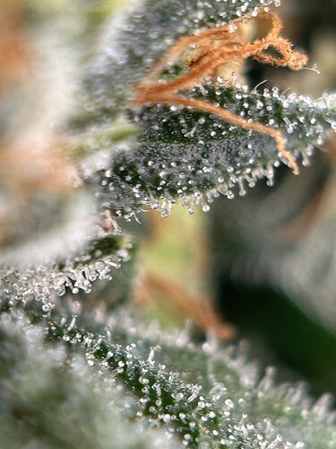 Growreport Bild 8