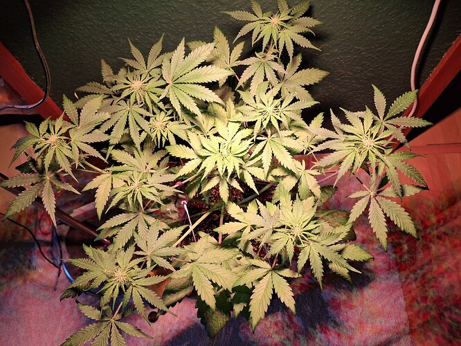 Growreport Bild 7