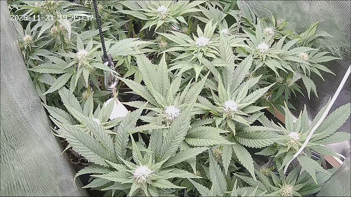 Growreport Bild 17