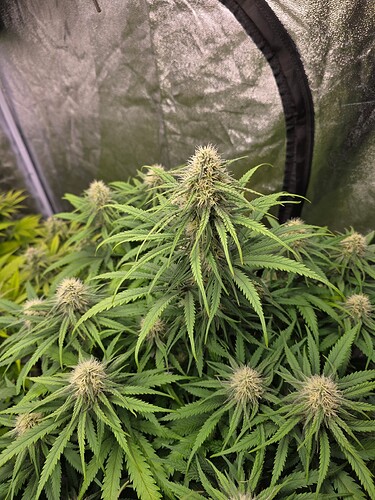 Growreport Bild 1