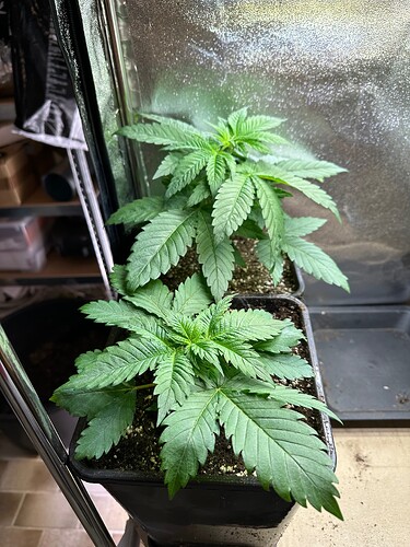 Growreport Bild 70