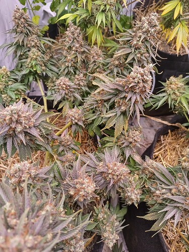 Growreport Bild 4