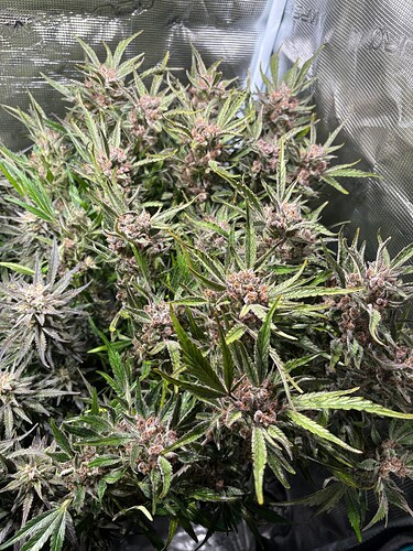 Growreport Bild 6