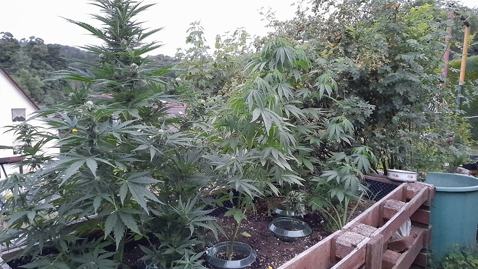 Growreport Bild 8