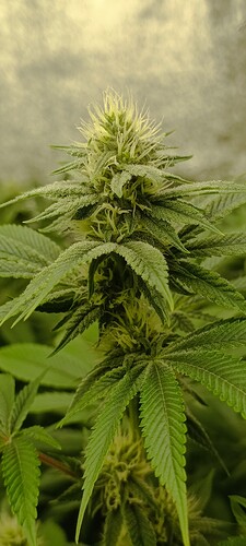 Growreport Bild 3