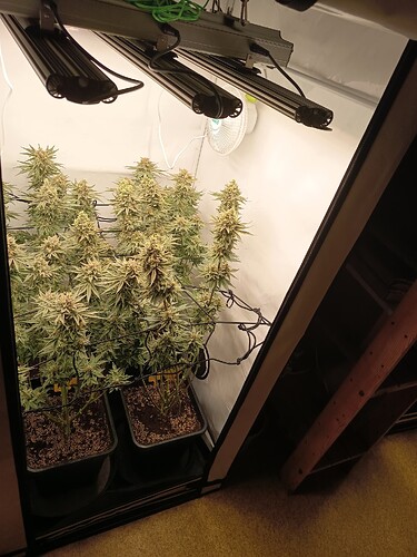 Growreport Bild 46