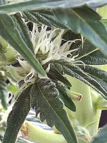 Growreport Bild 71
