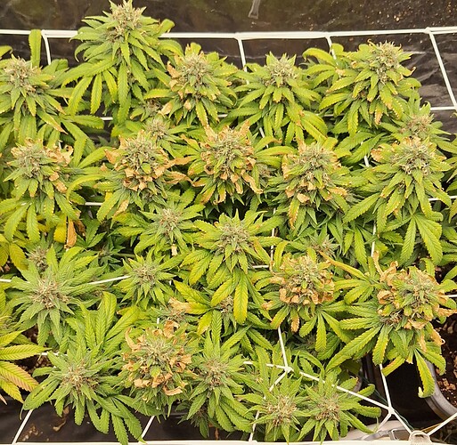 Growreport Bild 3