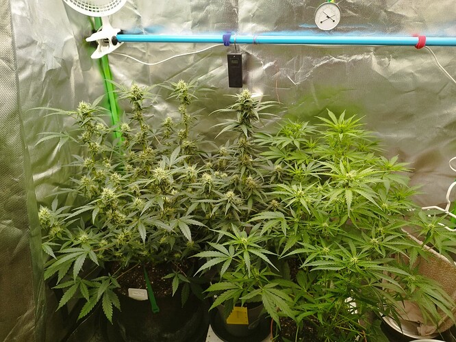 Zwei Cannabis-Pflanzen in einem Zelt, eine zeigt deutliche Blütenansätze, die andere ist noch in der Wachstumsphase.