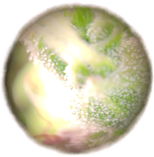 Growreport Bild 2