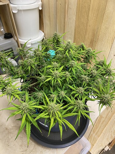 Growreport Bild 34