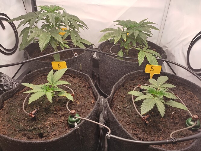 Growreport Bild 16