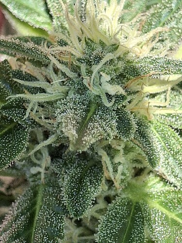 Growreport Bild 134