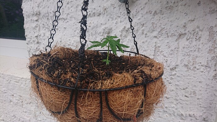 Growreport Bild 41