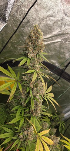 Growreport Bild 74