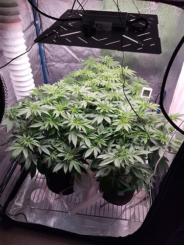 IMG_20250112_205527 - Kopie