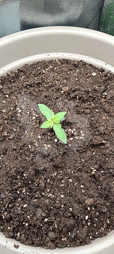 Growreport Bild 1