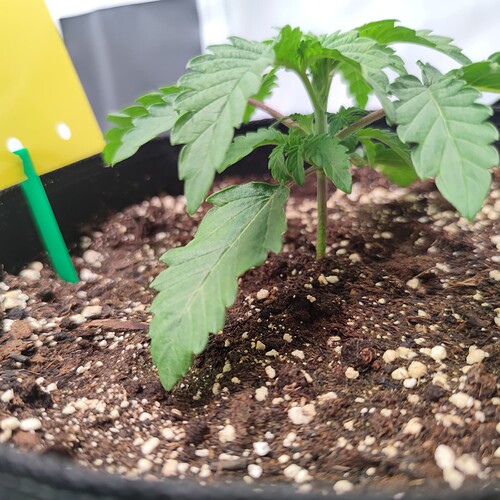 Growreport Bild 7