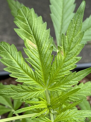 Growreport Bild 4