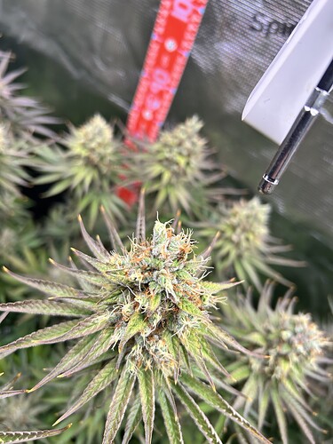 Nahaufnahme eines Cannabis-Buds in der Blütephase mit einem Messwerkzeug im Hintergrund.