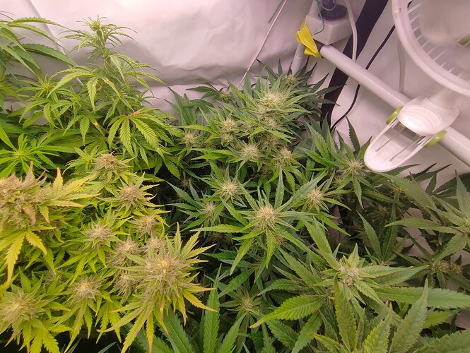 Growreport Bild 76
