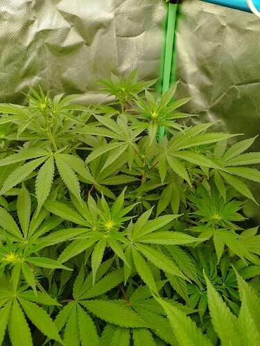 Growreport Bild 9