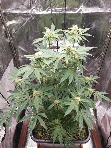 Growreport Bild 1