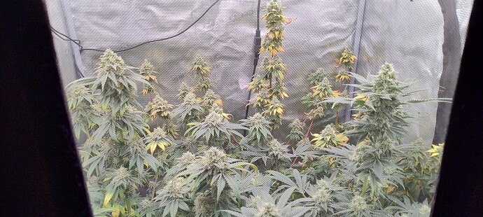 Growreport Bild 6