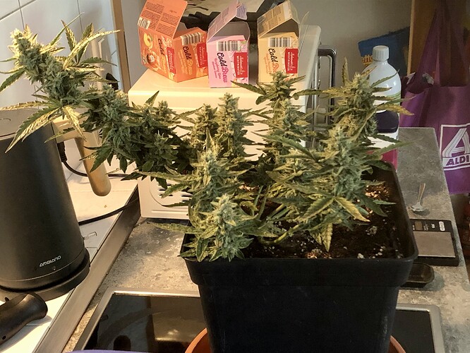 Growreport Bild 1