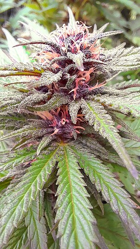Growreport Bild 8