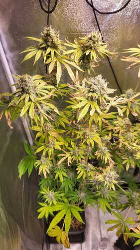 Growreport Bild 3