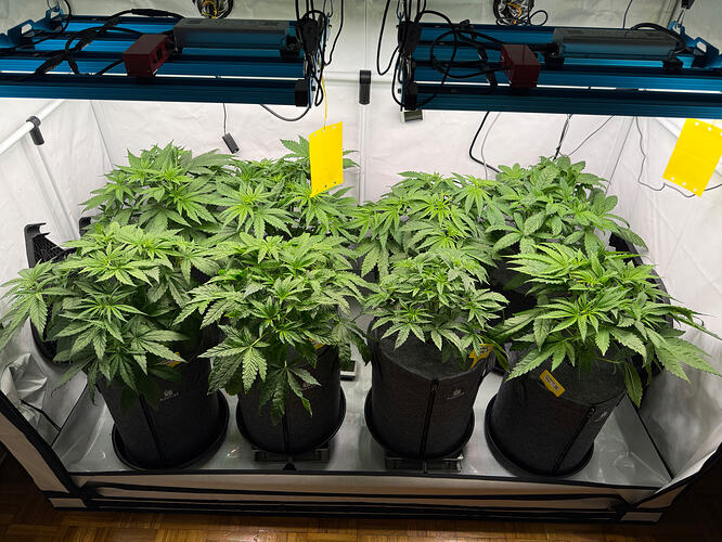 Growreport Bild 1