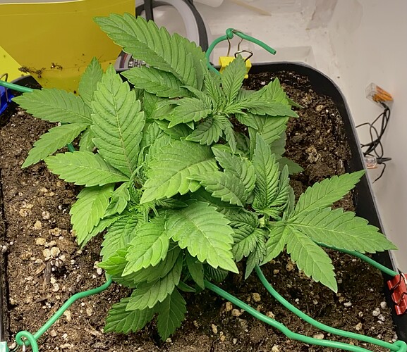 Growreport Bild 25