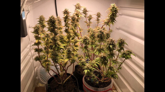 Growreport Bild 34