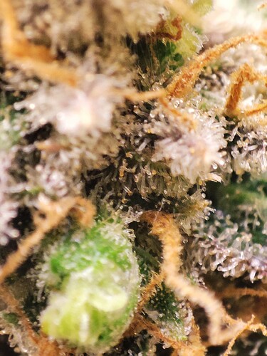 Growreport Bild 35
