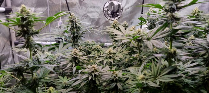 Growreport Bild 20