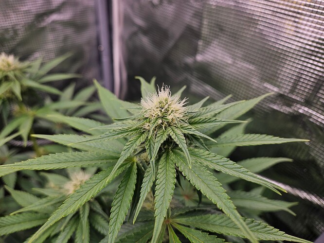 Growreport Bild 13
