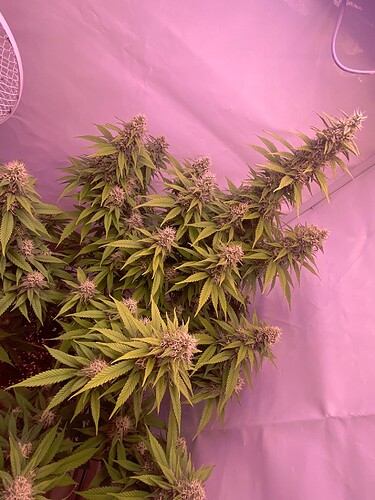 Growreport Bild 19